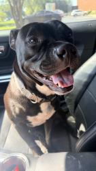 Reunited Female Dog last seen Boger St and Statesville Ave, Mooresville, NC 28115