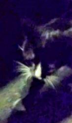 Found/Stray Unknown Cat last seen Donaldson road kilburn nw66na, Greater London, England 