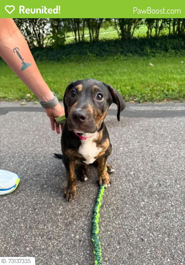 Reunited Female Dog last seen Oakland Dr / Parkview (near D&W / Woods Lake Elementary), Kalamazoo, MI 49008