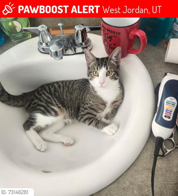 Lost Female Cat last seen South pecan circle, West Jordan, UT 84088
