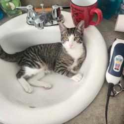 Lost Female Cat last seen South pecan circle, West Jordan, UT 84088