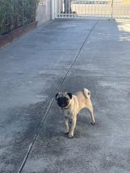 Found/Stray Male Dog last seen Gay ave & birch ln, San Jose, CA 95127
