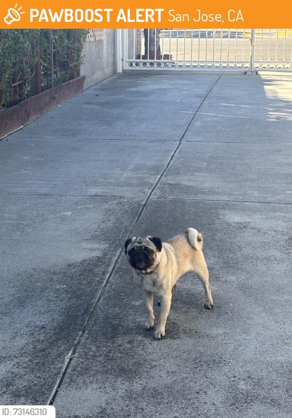 Found/Stray Male Dog last seen Gay ave & birch ln, San Jose, CA 95127