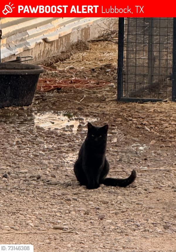 Lost Male Cat last seen Tiny house Outlet, Lubbock, TX 79403