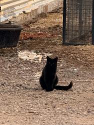 Lost Male Cat last seen Tiny house Outlet, Lubbock, TX 79403