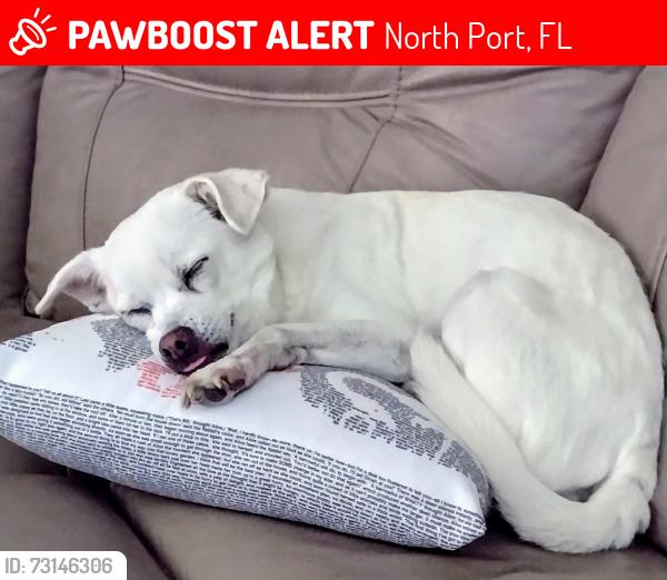 Lost Male Dog last seen Brophy and Poccatella near Sumpter, North Port, FL 34287