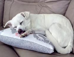 Lost Male Dog last seen Brophy and Poccatella near Sumpter, North Port, FL 34287