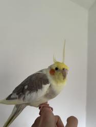 Lost Unknown Bird last seen Northwick Close, Bedford, England 