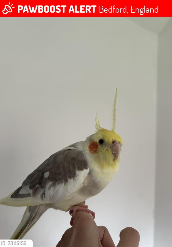 Lost Unknown Bird last seen Northwick Close, Bedford, England 