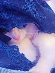 Reunited Female Cat last seen San tomas, Campbell, CA 95008