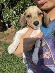 Reunited Female Dog last seen Near SW 63rd Terr, Oklahoma City, OK 73139