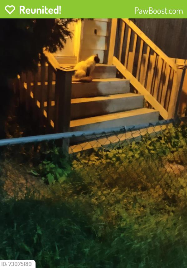 Reunited Unknown Cat last seen Between Sargent and Ellice, Winnipeg, MB R3B 2S9