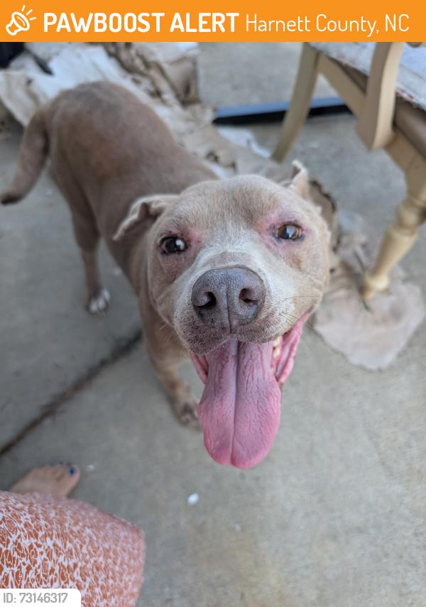 Found/Stray Male Dog last seen Old stage Rd and Curtis Dr, Harnett County, NC 28339