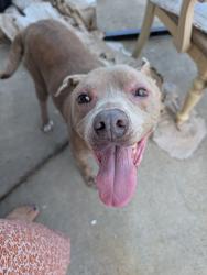Found/Stray Male Dog last seen Old stage Rd and Curtis Dr, Harnett County, NC 28339