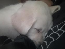 Reunited Female Dog last seen she was home, Coral Springs, FL 33065