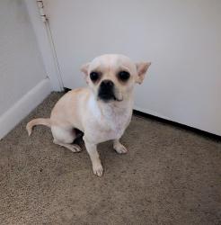 Found/Stray Male Dog last seen Janell Drive Irving, TX, Irving, TX 75062