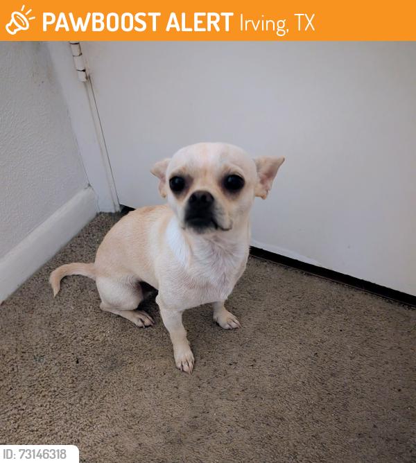Found/Stray Male Dog last seen Janell Drive Irving, TX, Irving, TX 75062