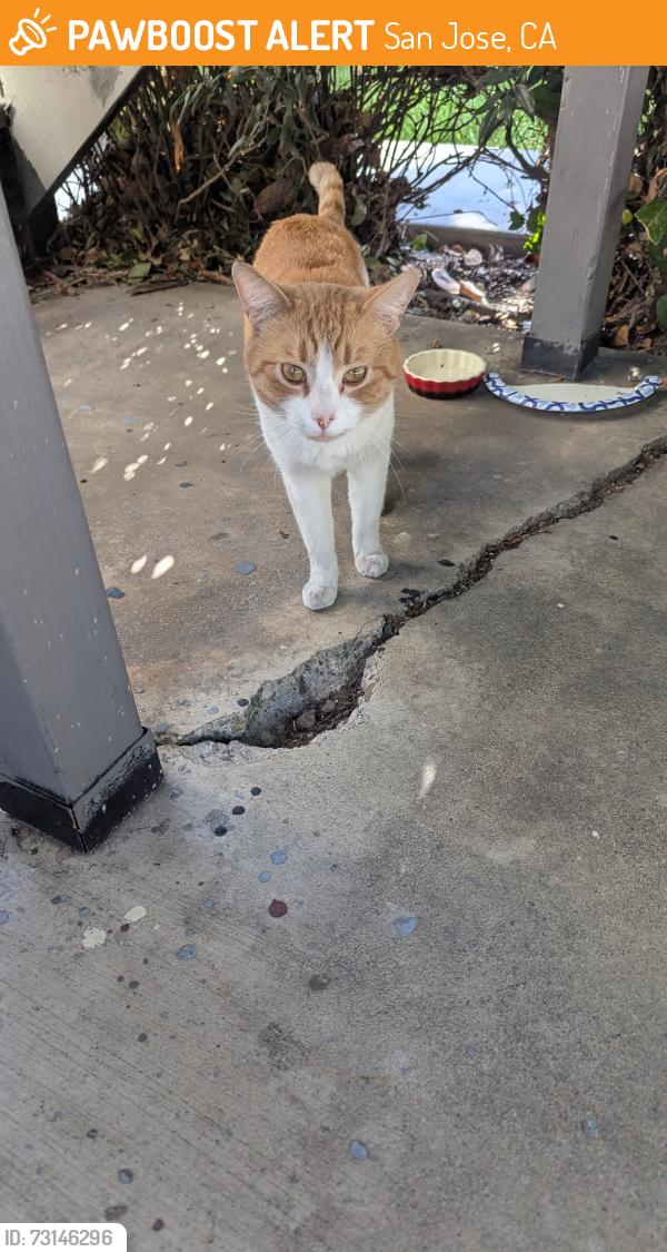 Found/Stray Male Cat last seen Near newhall and frankfurt ave, San Jose, CA 95126