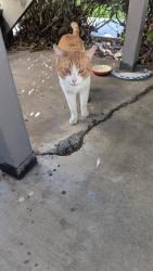 Found/Stray Male Cat last seen Near newhall and frankfurt ave, San Jose, CA 95126
