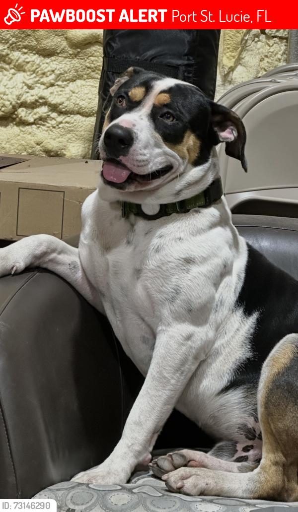Lost Male Dog last seen Carlton Road, Port St Lucie, Fl, Port St. Lucie, FL 34987