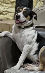 Lost Male Dog last seen Carlton Road, Port St Lucie, Fl, Port St. Lucie, FL 34987