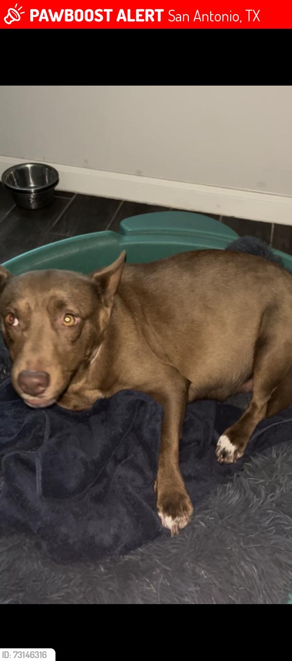 Lost Female Dog last seen Autumn vista, San Antonio, TX 78249