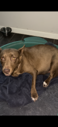 Lost Female Dog last seen Autumn vista, San Antonio, TX 78249