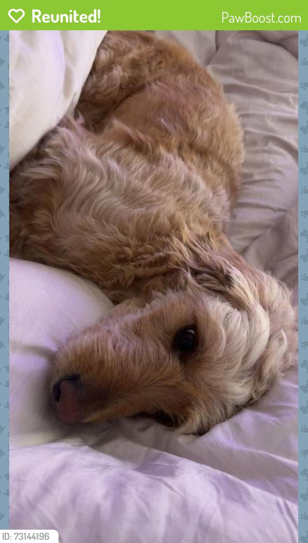 Reunited Female Dog last seen Near NW 28th St, Bethany, OK 73008, USA, Bethany, OK 73008