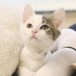 Shelter Stray Male Cat last seen , 361 S Raymond Ave, Pasadena, CA 91105, USA