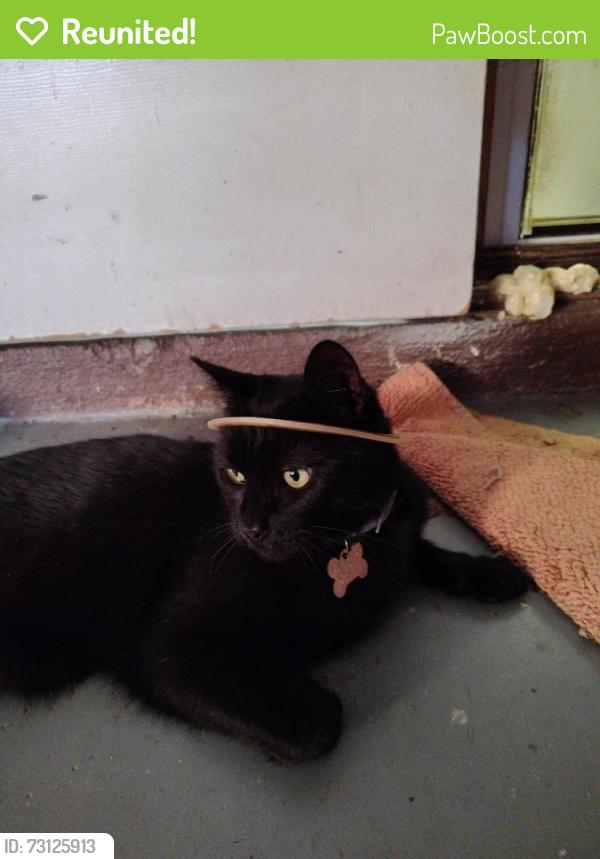 Reunited Male Cat last seen Spring Rd and spring trce, Ocala, FL 34472