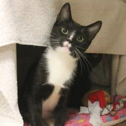 Shelter Stray Male Cat last seen , 361 S Raymond Ave, Pasadena, CA 91105, USA