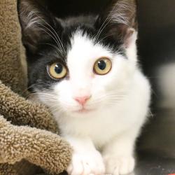Shelter Stray Male Cat last seen , 361 S Raymond Ave, Pasadena, CA 91105, USA