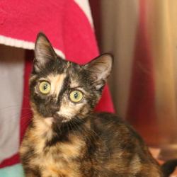 Shelter Stray Female Cat last seen , 361 S Raymond Ave, Pasadena, CA 91105, USA