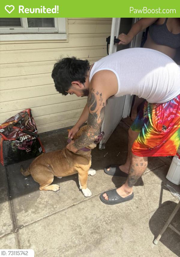 Reunited Male Dog last seen Near North Church Street, Kalamazoo, MI 49007