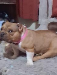 Lost Female Dog last seen Robot hair acadamey, Worcester, MA 01609