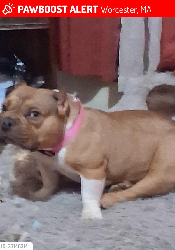 Lost Female Dog last seen Robot hair acadamey, Worcester, MA 01609