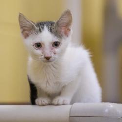 Shelter Stray Male Cat last seen , 2350 Appling City Cove, Memphis, TN 38133, USA