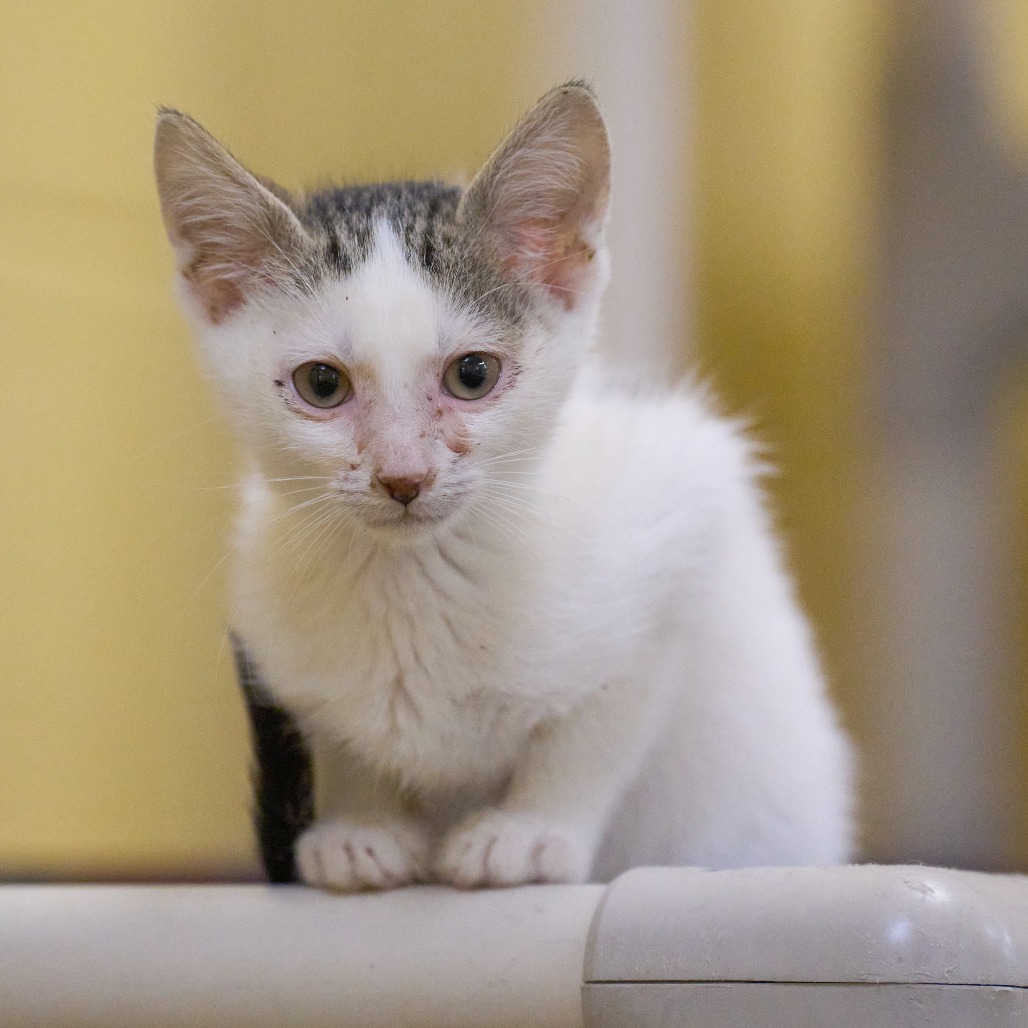 Shelter Stray Male Cat last seen , 2350 Appling City Cove, Memphis, TN 38133, USA