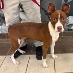 Shelter Stray Female Dog last seen , 4900 Milgen Rd, Columbus, GA 31907, USA
