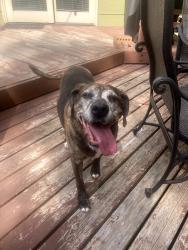 Reunited Female Dog last seen Briarwood Lakes ests Neighborhood, Wichita, KS 67212