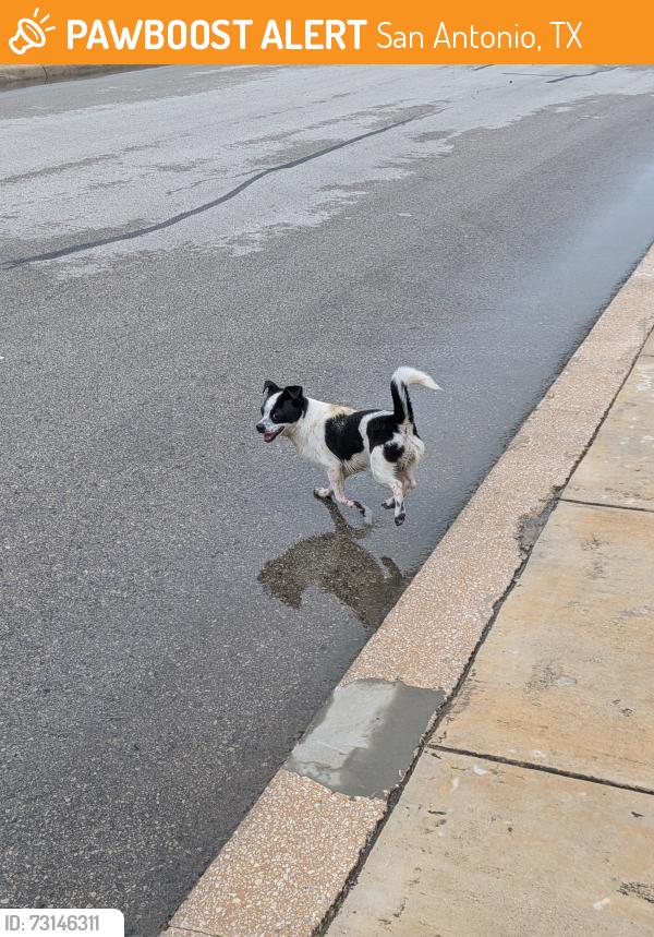 Found/Stray Male Dog last seen Meadows at Steubing Farm, San Antonio, TX 78249