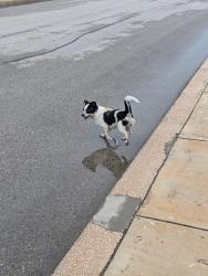 Found/Stray Male Dog last seen Meadows at Steubing Farm, San Antonio, TX 78249