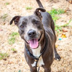 Shelter Stray Male Dog last seen , 1901 N 31st Ave, Hattiesburg, MS 39401, USA