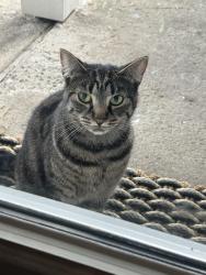 Found/Stray Female Cat last seen Ne Saratoga and 25th, Portland, OR 97211
