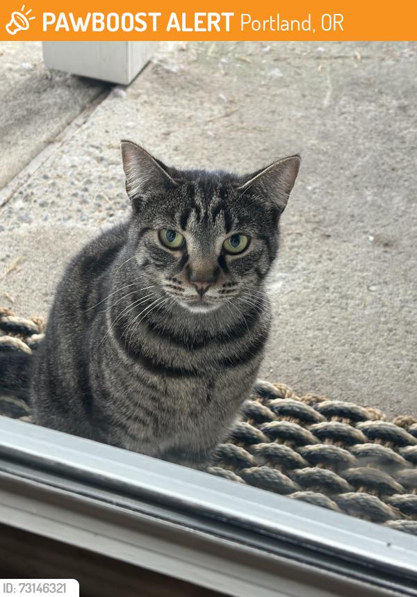 Found/Stray Female Cat last seen Ne Saratoga and 25th, Portland, OR 97211