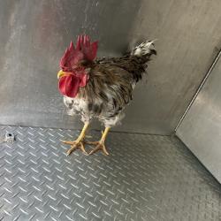 Shelter Stray Male Other last seen , 980 Guilford College Rd, Greensboro, NC 27409, USA