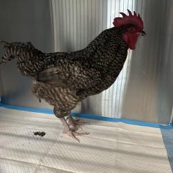 Shelter Stray Male Other last seen , 980 Guilford College Rd, Greensboro, NC 27409, USA