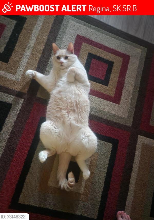 Lost Male Cat last seen Northgate mall, Regina, SK S4R 3B1