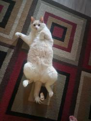 Lost Male Cat last seen Northgate mall, Regina, SK S4R 3B1