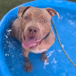 Shelter Stray Unknown Dog last seen , 8020 Washington St, Port Richey, FL 34668, USA